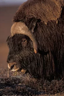 Images Dated 10th November 2005: muskox, Ovibos moschatus, bull feeds on fall tundra plants on the coastal plain of
