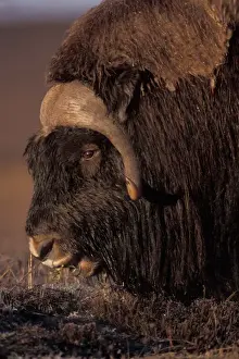 Anwr Prints: muskox, Ovibos moschatus, bull feeds on fall tundra plants on the coastal plain of