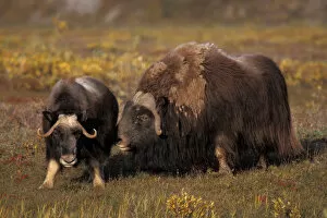 muskox, Ovibos moschatus, bull scents a cow during the rut (mating season) in fall tundra
