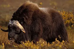 North Slope Prints: muskox, Ovibos moschatus, on the central Arctic coastal plain