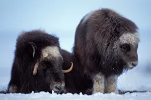 muskox, Ovibos moschatus, cow and calf on the central Arctic coastal plain, North