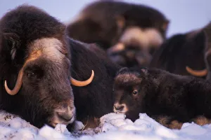 Tundra Prints: muskox, Ovibos moschatus, cow with newborn, North Slope of the Brooks range, central