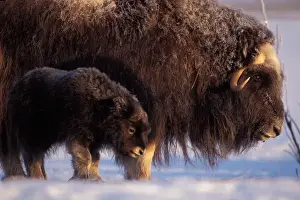 Tundra Prints: muskox, Ovibos moschatus, cow and newborn calf on the central Arctic coastal plain