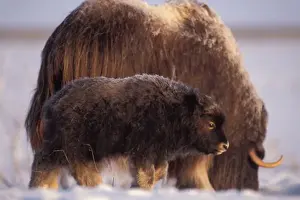 muskox, Ovibos moschatus, cow and newborn calf on the central Arctic coastal plain