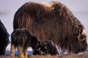 muskox, Ovibos moschatus, cow and newborn calves sit and play on the coastal plain