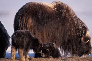 Tundra Prints: muskox, Ovibos moschatus, cow and newborn calves sit and play on the coastal plain