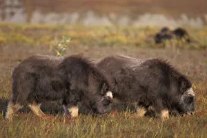 muskox, Ovibos moschatus, fall calves eat tundra plants on the coastal plain, North