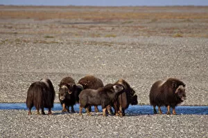 Images Dated 4th October 2006: muskox, Ovibos moschatus, group along a river in the central Arctic coastal plain