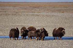 North Slope Prints: muskox, Ovibos moschatus, group along a river in the central Arctic coastal plain