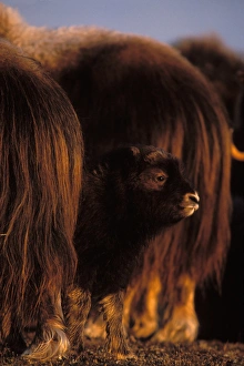 muskox, Ovibos moschatus, newborn calf between adults, central Arctic coastal plain