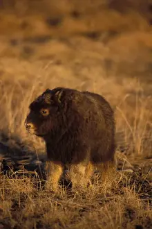 muskox, Ovibos moschatus, newborn calf on the central Arctic coastal plain, North