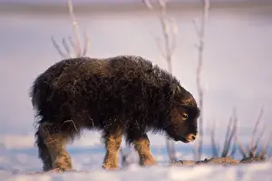Tundra Prints: muskox, Ovibos moschatus, newborn calf on the central Arctic coastal plain, North