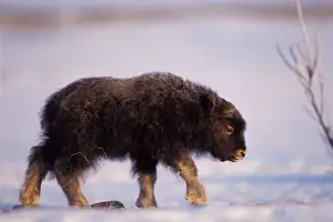 North Slope Prints: muskox, Ovibos moschatus, newborn calf walking on the coastal plain, North Slope