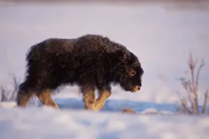 Tundra Prints: muskox, Ovibos moschatus, newborn calf walks on the coastal plain of the North Slope