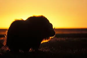 muskox, Ovibos moschatus, silhouetted at sunset, central Arctic coastal plain, North