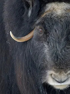 Artiodactyla Prints: Muskox (Ovibos moschatus) during winter, Finland, Ranua Wildlife Park