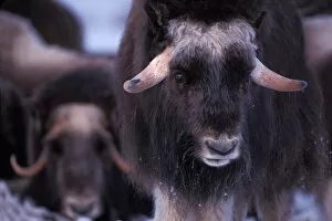 muskox, Ovibos moschatus, young bull in snow on the coastal plain of the North Slope