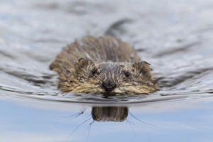 Wetlands Prints: Muskrat Swimming