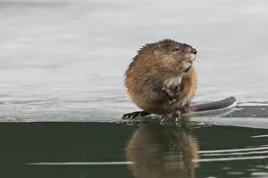 Ken Archer Prints: Muskrat, winter foraging