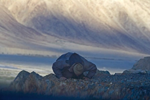 Karakoram Prints: Muslim praying towards the west at dusk in the Karakorum, Nubra, Ladakh, India