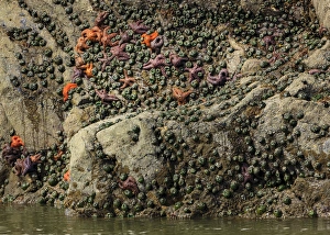 Star Prints: Mussels and sea stars clinging to rock at low tide. Olympic National Park, Washington, US