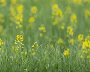 Prints of Mustard fields, Ohio Images Dated 2019 December: Mustard fields, Ohio