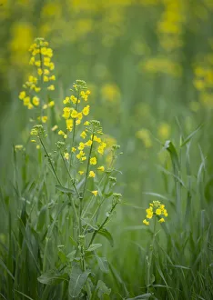 Images Dated 8th May 2019: Mustard fields, Ohio