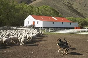 Mustering Sheep at High Country Sheep Station on Omarama - Lindis Pass Road, North Otago