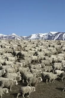 Images Dated 5th October 2006: Mustering Sheep near Twizel, Mackenzie Country, South Canterbury, South Island, New