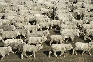 Images Dated 5th October 2006: Mustering Sheep near Twizel, Mackenzie Country, South Canterbury, South Island