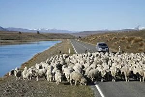 Images Dated 5th October 2006: Mustering Sheep by Tekapo Canal, Mackenzie Country, South Canterbury, South Island