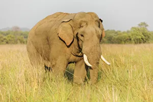 Tusker Prints: Musth Tusker in the grassland, Corbett National Park, India