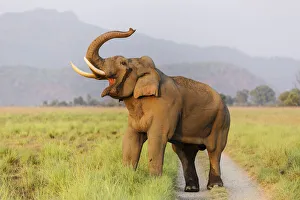 Musth Tusker on the jungle track, Corbett National Park, India Musth Tusker on the jungle track, Corbett National Park, India