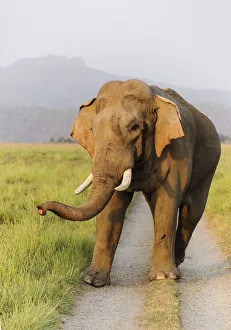 Images Dated 29th September 2019: Musth Tusker on the jungle track, Corbett National Park, India