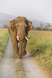 Images Dated 29th September 2019: Musth Tusker on the jungle track, Corbett National Park, India