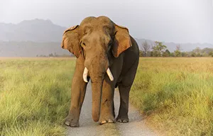 Endangered Prints: Musth Tusker on the track, Corbett National Park, India