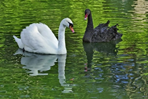 Images Dated 22nd April 2009: Mute Swan and Australian Mute Swan