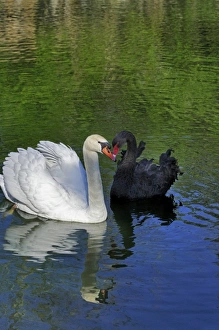 Swan Prints: Mute Swan and Australian Mute Swan