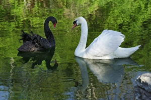 Images Dated 22nd April 2009: Mute Swan and Australian Mute Swan