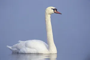 Mute Swan, Cygnus olor, adult in fog, Unterlunkhofen, Switzerland
