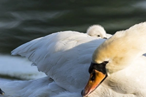 Images Dated 18th May 2015: Mute Swan (Cygnus olor), chick riding on the back. Europe, central europe, Germany