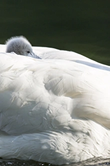 Images Dated 18th May 2015: Mute Swan (Cygnus olor), chick riding on the back. Europe, central europe, Germany