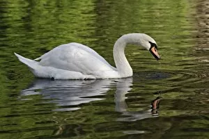 Images Dated 18th April 2006: Mute Swan (Cygnus olor) Louisville, Kentucky