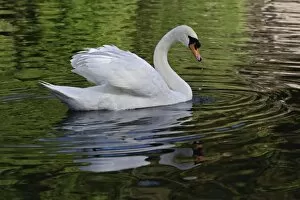 Images Dated 18th April 2006: Mute Swan (Cygnus olor) Louisville, Kentucky