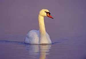 Last Light Prints: Mute Swan, Cygnus olor, male, Unterlunkhofen, Switzerland