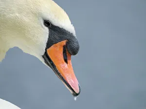 Bavaria Prints: Mute Swan (Cygnus olor) in Munich, Central Europe, Germany, Bavaria