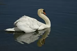 Mute Swan (Cygnus olor) Wyoming, USA