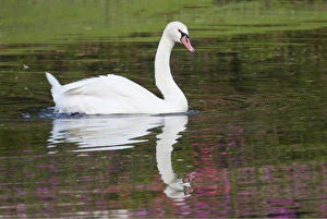 Swan Prints: Mute Swan in small pond reflection springtime Middleton Place Plantation, South Carolina