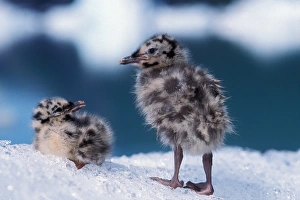 Fledgling Prints: muw gull chick, Larus canus, on iceberg at Bear Glacier, Kenai Fjords National Park