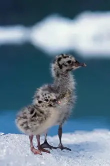 Fledgling Prints: muw gull chicks, Larus canus, on an ice floe at Bear Glacier, Kenai Fjords National Park